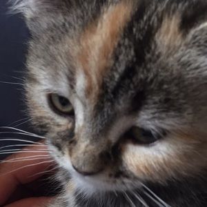 Meet your Posher, Emilie